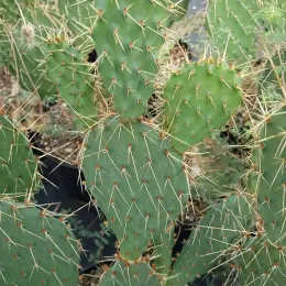 Figuier de barbarie 'Storytelling 2' (Opuntia phaecantha) — raquettes de cactus vertes couvertes de longues épines · Pot 2.5L