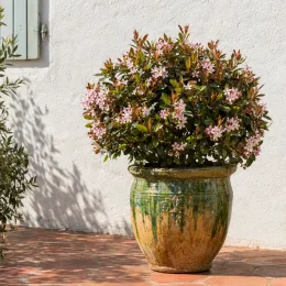 Aubépine indienne 'Springtime' (Rhaphiolepis indica) — arbuste fleuri en pot vernissé sur terrasse