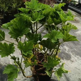 Géranium des fleuristes 'New gipsy' (Pelargonium domesticum) — plante buissonnante verte en pot de pépinière · Pot 3L