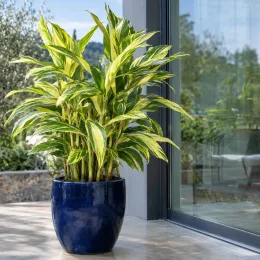 Gingembre coquille panaché 'Variegata' (Alpinia) — plante au feuillage panaché dans grand pot bleu · Photo d'illustration