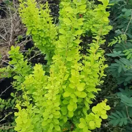 Épine-vinette de thunberg 'Torchd'or' (Berberis thunbergii) — arbuste au feuillage vert clair dense en pépinière · Pot 3L Touffe