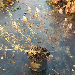 Arbre au poivre à fleurs roses 'Galactic pink' (Vitex agnus-castus) — arbuste ramifié en pot noir sur sol mouillé · Pot 3L
