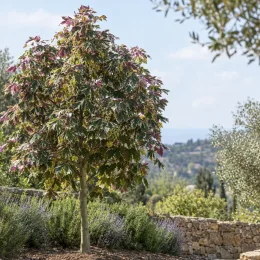 Érable sycomore 'Foliis atropurpureis argenteo' (Acer pseudoplatanus) — jeune arbre panaché dans un jardin méditerranéen · Photo d'illustration