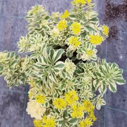 Orpin panaché à fleur jaune 'Atlantis®' (Sedum takesimense) — touffe dense au feuillage panaché et fleurs jaunes · Pot 3L