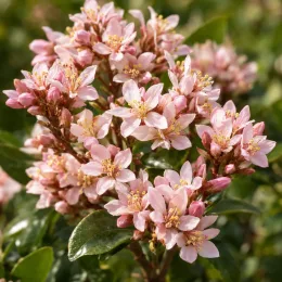 Aubépine indienne 'Springtime' (Rhaphiolepis indica) — grappes de petites fleurs roses pâles