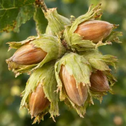 Noisetier 'coxford' 'Cosford' (Corylus avellana) — gros plan de noisettes groupées encore enveloppées · Photo d'illustration