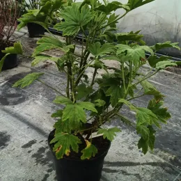 Géranium au parfum de citron (Pelargonium scabrum) — jeune plant vert en pot plastique noir · Pot 3L