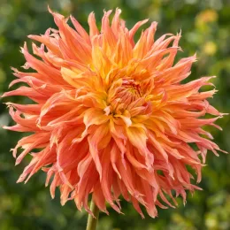 Vivace estivale 'Nancy' (Dahlia) — gros plan de grande fleur orange ébouriffée · Photo d'illustration