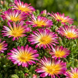 Pourpier vivace 'Clown' (Delosperma) — fleurs rayonnantes bicolores roses et jaunes · Photo d'illustration