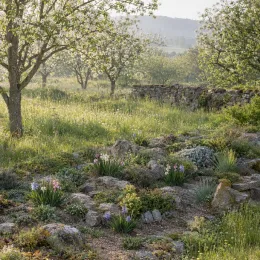 Fleur de babouin 'Kew garden' (Babiana stricta) — massif rocailleux fleuri dans prairie arborée ensoleillée · Photo d'illustration