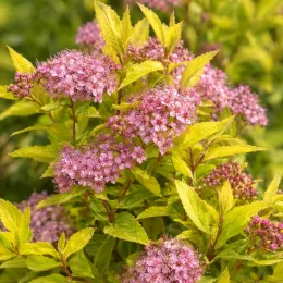Spirée du japon 'Goldmound' (Spiraea japonica) — buisson aux fleurs roses et feuillage jaune lumineux · Photo d'illustration