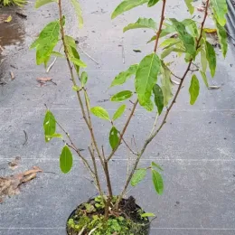 Goumi du japon à baies rouges (Eleagnus multiflora) — jeune arbuste caduc en pot plastique noir · Pot 2.5L