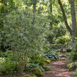 Gattilier de chine (Vitex negundo) — arbuste dressé au feuillage léger en sous-bois · Photo d'illustration