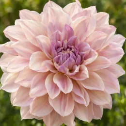 Vivace estivale 'Shiloh noelle' (Dahlia) — gros plan sur une grande fleur bicolore · Photo d'illustration