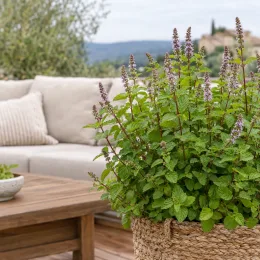 Menthe chartreuse 'Chartreuse' (Mentha × piperita) — grand plant aromatique en panier sur terrasse · Photo d'illustration