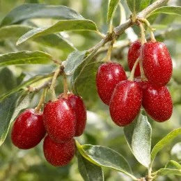 Goumi du japon à baies rouges 'Sweet scarlet' (Eleagnus multiflora) — grappes de baies rouges brillantes parmi des feuilles vertes · Photo d'illustration