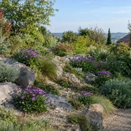 Aster 'Dunkle schone' (Aster alpinus) — massif de vivaces violettes sur rocaille ensoleillée