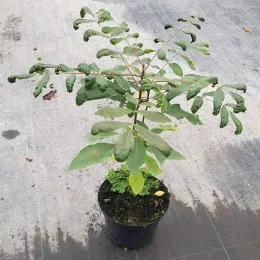 Pacanier à noix de pécan (Carya illinoinensis) — jeune arbre caduc en pot de pépinière · Pot 3L Baliveau