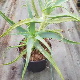 Aloès (Aloe arborescens) — succulente aux longues feuilles dentées en pot plastique · Pot 2.5L