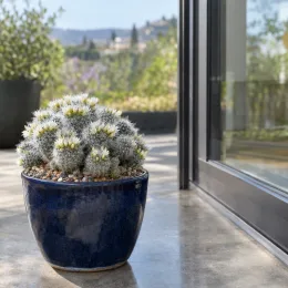 Mammillaire blanc 'Ssp. gracilis' (Mammillaria vetula) — cactus globuleux à petites fleurs blanches en terrasse · Photo d'illustration