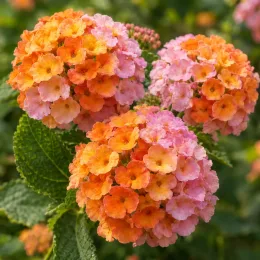 Lantanier (Lantana alleluya) — gros plan sur ombelles de petites fleurs orangées et roses · Photo d'illustration