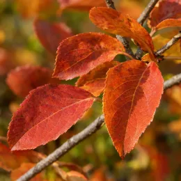 Viorne (Viburnum carcephalum) — feuilles rouge orangé sur rameau en gros plan