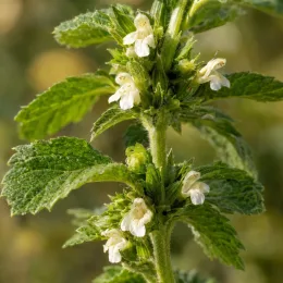 Mélisse citronnelle (Melissa officinalis) — tiges dressées avec petites fleurs blanches et feuillage · Photo d'illustration
