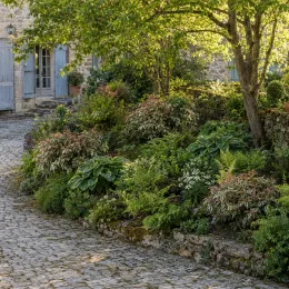 Leucothoé 'White water' (Leucothoe fontanesiana) — massif de plantes variées au pied d’un arbre · Photo d'illustration