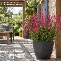 Gaura compacte rose 'Sel belleza dark pink' (Gaura lindheimeri) — plante fleurie rose en pot sur terrasse · Photo d'illustration