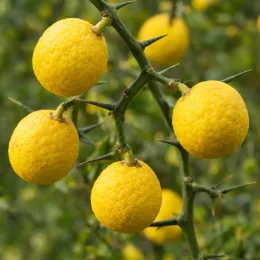 Poncirus kryder 'Kryder' (Poncirus trifoliata) — fruits jaunes ronds sur rameaux très épineux · Photo d'illustration