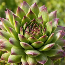 Joubarbe verte à pointe violacée 'Lusignan' (Sempervivum) — rosette serrée de feuilles vertes pointes pourpres · Photo d'illustration