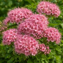Spirée du japon 'Crispa' (Spiraea japonica) — gros plan sur bouquets de petites fleurs roses · Photo d'illustration