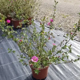 Mauve du cap rouge 'Large red' (Anisodonthea capensis) — arbuste ramifié en pot, fleurs rose vif ouvertes · Pot 3L