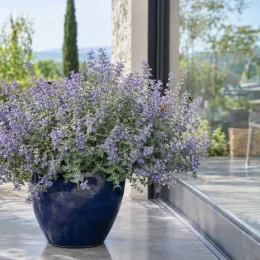Menthe aux chats 'Walker's low' (Nepeta × faassenii) — grand pot bleu rempli de fleurs mauves · Photo d'illustration