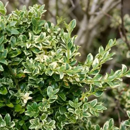 Buis commun 'Elegantissima' (Buxus sempervirens) — feuillage dense panaché vert et crème, photo 2