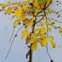 Pacanier blanc (Carya tomentosa) — rameaux dressés au feuillage jaune automnal · Pot 3L Baliveau