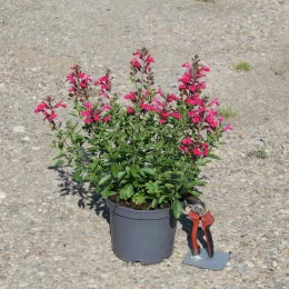 Sauge gregii 'Mirage hot pink rose vif' (Salvia gregii) — plante fleurie rose en pot avec sécateur posé · Pot 3L