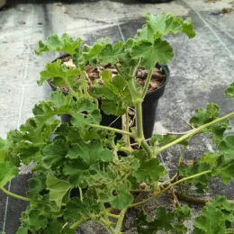 Géranium au parfum de rose 'Attar of roses' (Pelargonium capitatum) — jeune plant aux feuilles frisées en pot noir