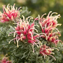 Grévilléa (Grevillea lanigera) — fleurs tubulaires bicolores sur feuillage fin et dense · Photo d'illustration