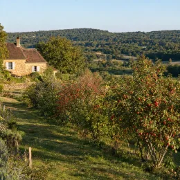 Cornouiller mâle à gros fruits 'Kazanlak' (Cornus mas) — rang d'arbustes fruitiers près d'une maison · Photo d'illustration