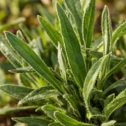 Gaillarde 'Gusto sweet chili' (Gaillardia) — gros plan sur feuilles étroites lancéolées vertes