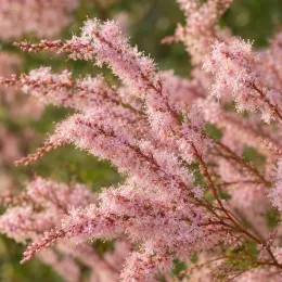 Tamaris d'été 'Rosea' (Tamarix ramosissima) — grappes plumeuses de petites fleurs roses · Photo d'illustration