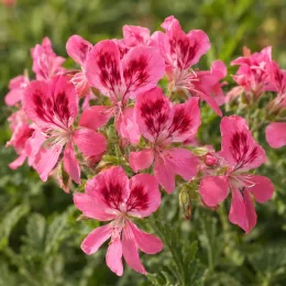 Géranium au parfum de rose (Pelargonium × blandfordianum) — grappes de fleurs roses veinées de rouge · Photo d'illustration