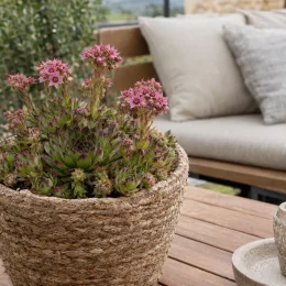 Joubarbe verte à pointe violacée 'Lusignan' (Sempervivum) — succulente en pot tressé avec hampes fleuries roses · Photo d'illustration