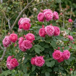 Rosier 'Madame de maintenon' (Rosa) — buisson de roses roses bien fleuri au jardin