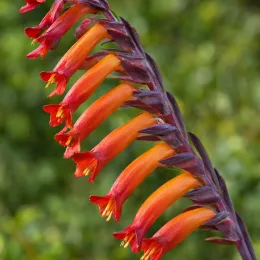 Drapeau de l'afrique 'Saturnus' (Chasmanthe floribunda) — gros plan sur épis de fleurs tubulaires · Photo d'illustration