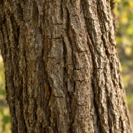 Noyer du caucase (Pterocarya fraxinifolia) — gros plan sur écorce d’arbre fissurée · Photo d'illustration