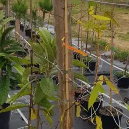 Poivrier de timut (Zanthoxylum alatum) — jeune arbuste tuteuré en pot de pépinière · Pot 6L Baliveau