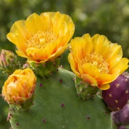 Cactée (Opuntia anacantha) — fleurs jaunes écloses sur cladode vert avec fruits · Photo d'illustration