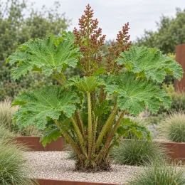 Rhubarbe géante (Gunnera manicata) — grand plant luxuriant dans massif minéral contemporain · Photo d'illustration